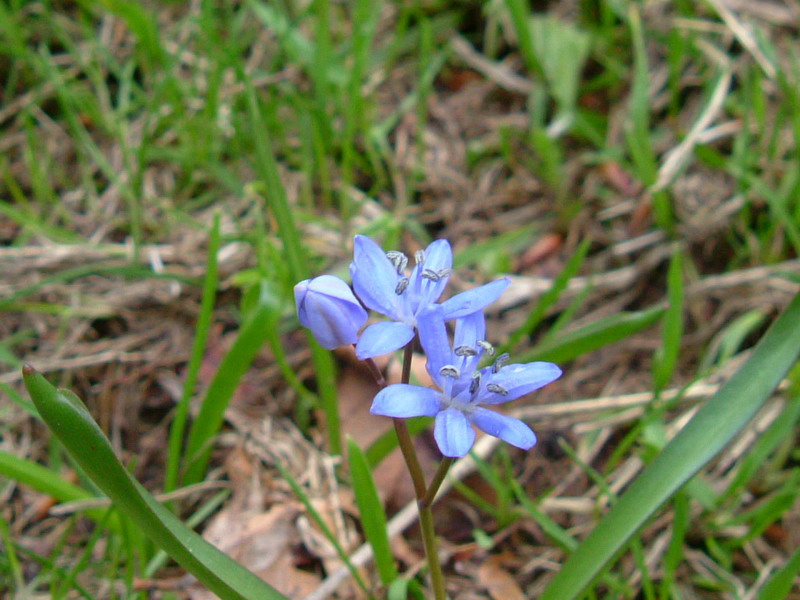 Scilla bifolia / Scilla silvestre